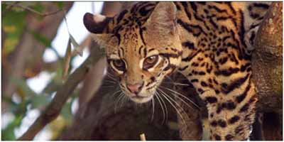 Brazil Untamed, edited by Geoff Klein, directed by Amazon Prime